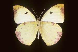 Gideona Lucasi 作： Augustus Kollner