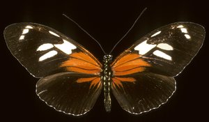 Heliconius burneyi catherina/Heliconie 作： Augustus Kollner