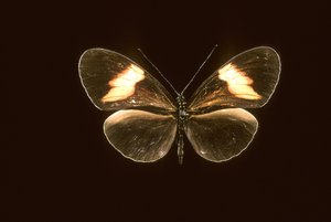 Heliconius melpomene/Heliconie melpomene 作： Augustus Kollner