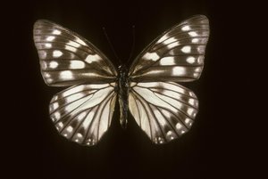 Hestina japonica 作： Augustus Kollner