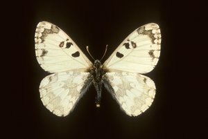 Hypermnestra helios 作： Augustus Kollner