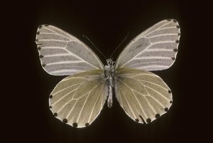 Mylothris humblot 作： Augustus Kollner
