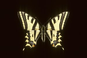 Papilio alexanor/Alexanor 作： Augustus Kollner