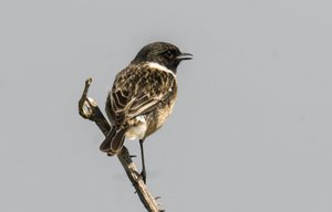 ノビタキ（Saxicola torquata/Dawler/Common Stonechat 作： Augustus Kollner