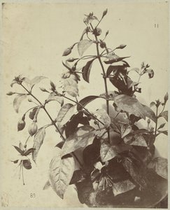 フクシアの花のある静物 作： Charles Hippolyte Aubry
