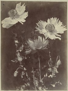 ケシの花のある静物