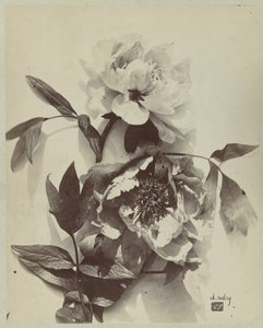 牡丹の花のある静物