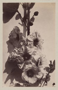 タチアオイのある花の静物 作： Charles Hippolyte Aubry
