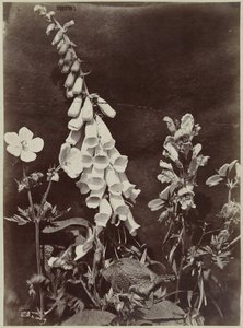 ジギタリスのある花の静物 作： Charles Hippolyte Aubry