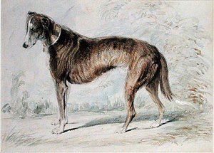 ラーチャー（水彩・ボディカラー・鉛筆・色紙 作： Charles Landseer