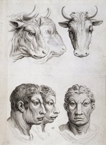 人と牛の比較
