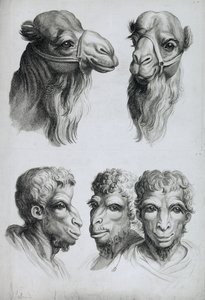 ラクダの頭と男の類似点、ルブランの「描き始めた人のための肖像本」から 作： Charles Le Brun