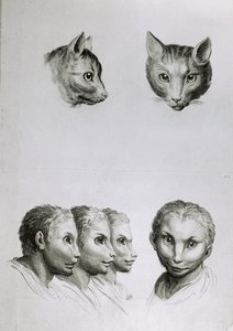 猫の頭と男の類似点、ル・ブラン著「描き始めた人のための描写本」より