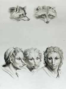 キツネの頭と男の類似点、ルブランの「描き始める人々のための描写本」から