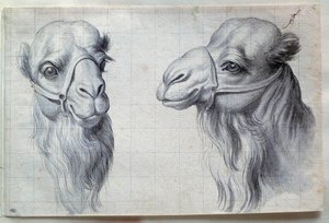 2頭のラクダの頭部の習作 シャルル・ルブラン（ル・ブラン）（1619-1690）による素描 17世紀寸法0.22x0.32 m パリ、ルーヴル美術館 作： Charles Le Brun