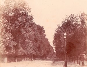 並木道、1850～53年。 作： Charles Marville