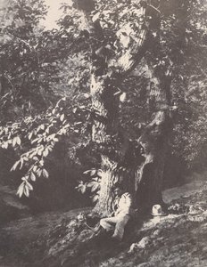 栗の木のふもとに横たわる男、1850～53年。 作： Charles Marville