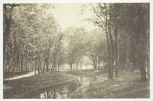 無題、c。 1850. [パリの公園、ブローニュの森の水辺の木々]。 作： Charles Marville