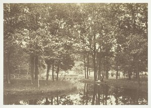 無題、c。 1850. [パリの公園、ブローニュの森の水辺の木々]。 作： Charles Marville