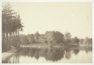 無題、c。 1850. [パリの公園、ブローニュの森の水辺の木々]。 作： Charles Marville