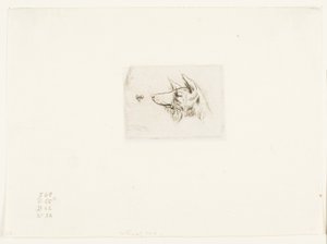ニューホランド犬の頭 作： Charles Meryon