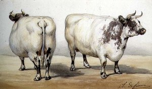 長角牛2頭の習作（水彩画 作： Charles Oliver de Penne