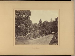 植物園 作： Charles Percy Pickering