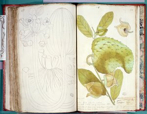 23カルダモンさん、アンティル諸島とサントドミンゴの植物に関する原稿から 作： Charles Plumier