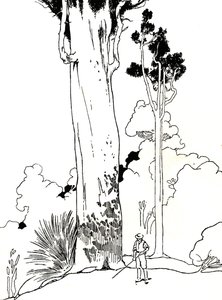 カウリの木、1912 作： Charles Robinson