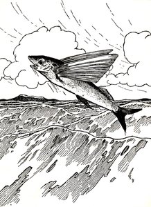 飛魚、1912 作： Charles Robinson