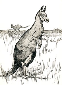 カンガルー、1912