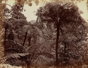 ハクガラ庭園、ヌワラエリヤ 作： Charles T. Scowen