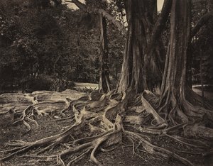 ゴムの木、アッサム、インド (Ficus Elastica)