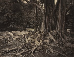 ゴムの木、アッサム、インド Ficus Elastica、1880 年代。 作： Charles T. Scowen