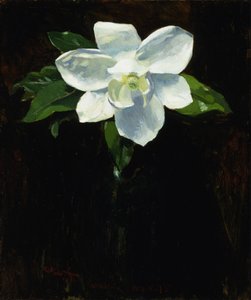 マグノリア、1895年。