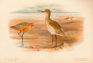 Bar-Tailed Godwit Limosa rufa、Common Redshank Totanus、1900、1900