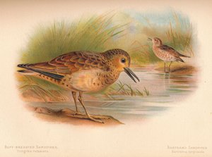 バフブレストサンドパイパーTringites rufescns、BartramsサンドパイパーBartramia longicauda、1900、1