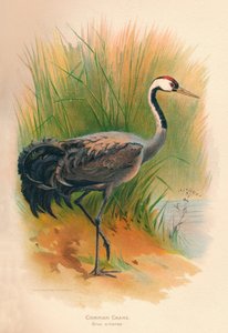 コモンクレーングルーシネレア、1900年、1900年