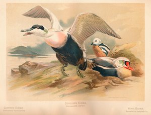一般的なアイダーソマテリアmollissima、オオツノヒョウHeniconnetta stelleri、キングアイダーソマテリア 作： Charles Whymper