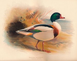 一般的なSheldrake Tadorna cornuta、1900年、1900年 作： Charles Whymper