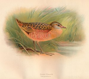 Corn Crake Crex pratensis、1900、1900 作： Charles Whymper