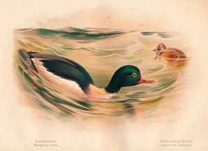 Goosander Merganserキャスター、Harlequin Duck Cosmonetta histrionica、1900年、1900年 作： Charles Whymper