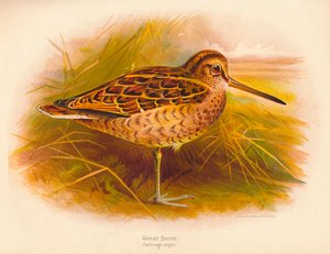 グレートスナイプガリナゴメジャー、1900年、1900年 作： Charles Whymper