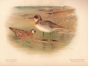 グレーPhalarope Phalaropus fulicarius、Red-Necker Phalarope Phalaropus hyperboreus、1900年、1900年