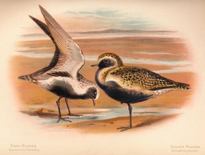 グレープロバーSquatarola helvetica、ゴールデンプロバーCharadrius pluvialus、1900年、1900年