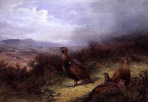 ハイランドのライチョウ 作： Charles Whymper