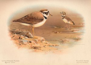 リトルリングプロバーAegialitisマイナー、キルディアプロバーOxyechus vociferus、1900年、1900年 作： Charles Whymper