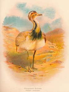 Macqueens Bustard Houbara macqueeni、1900、1900 作： Charles Whymper