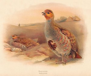 パートリッジパーディックスシネレア、1900年、1900年