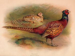 キジ、Phasianus colchicus、1900、1900